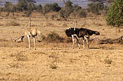 Ostrich Amboseli Kenya